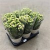 KALANCHOE 14 CM SUNNY PINK VECKANS